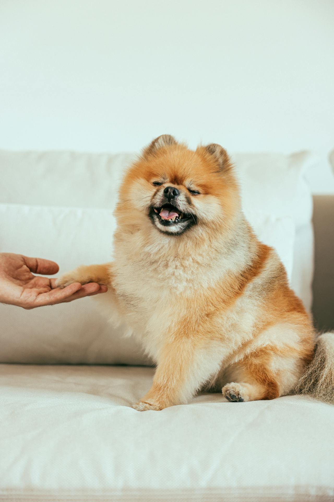 Pet Care